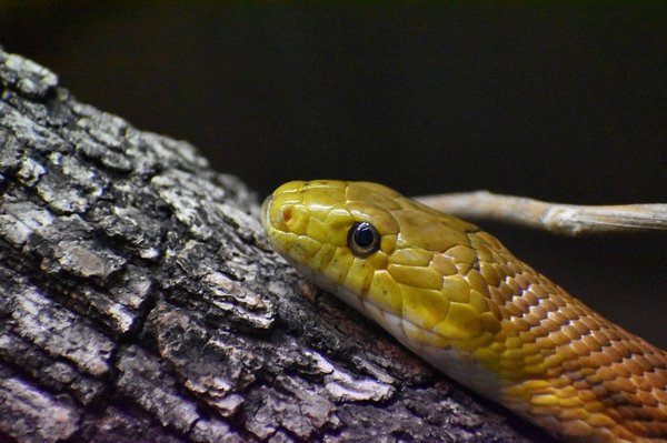 How to Care for a Pet Snake During Winter?
