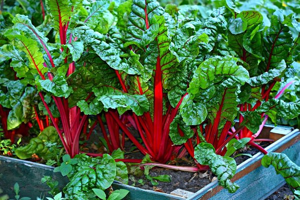 How to Create a Sustainable Vegetable Garden That Thrives in a Small Backyard?